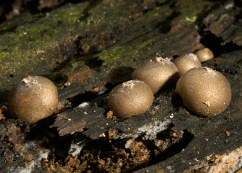 Blutmilchpilz  (Lycogala epidendrum ) - © Heinz Prelicz